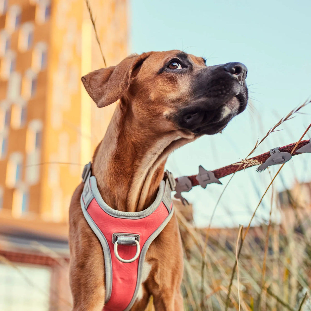 Hurtta Venture No-pull Harness – Puppy Dog Fashion