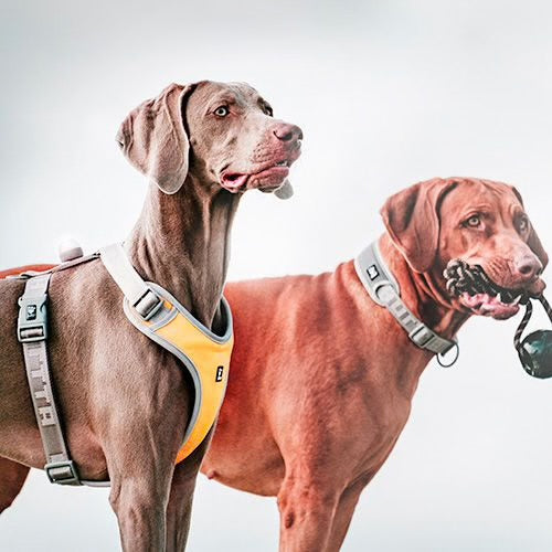 Hurtta Venture No-pull Harness – Puppy Dog Fashion