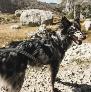 Hurtta X-Sport Harness