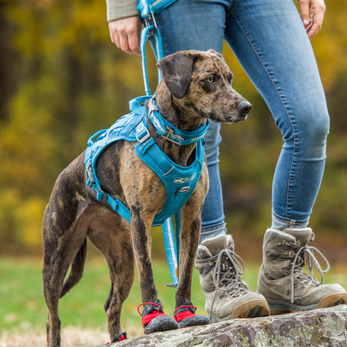 Kurgo County Harness for active dogs