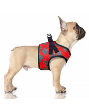 Milk and Pepper Turtle harness