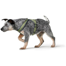 Hunter London Harness