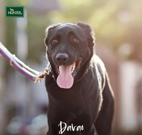 Hunter Davao Training Leash