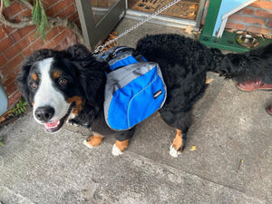 Camon Harness with saddle bags