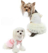 Puppy Angel Royal Ballet Dress PA-DR130